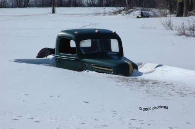 Pheasant Surprise