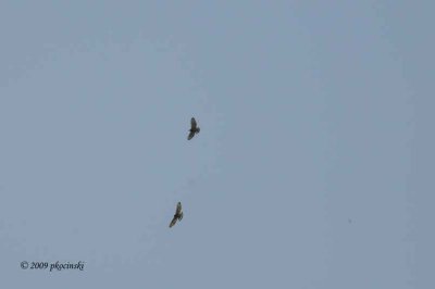 April Skies Fill With Broad-winged Hawks