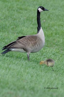 Mom and Her Chick