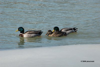 Mallards