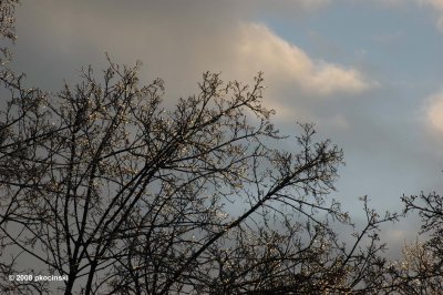 Sun Reflected In Ice On Trees