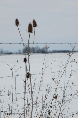 Weed and Wire