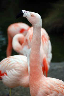 g1/31/821831/3/93118272.1HgqRL5q.jpg