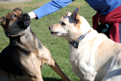 K9 Sociology