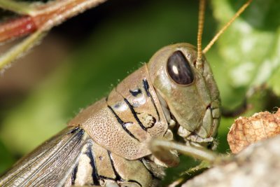 grasshopper01 9-27-09