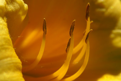 yellowflower03 6-20-07