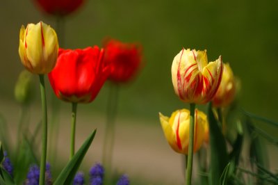 tulips05 5-6-07bw
