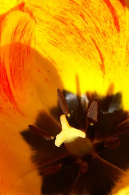 tulip19 4-27-06flsh