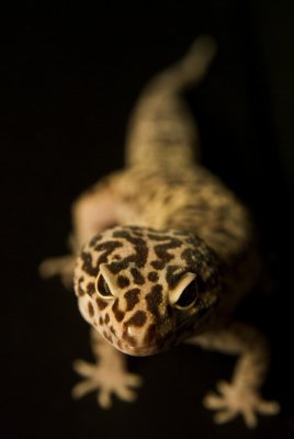 gecko5.jpg