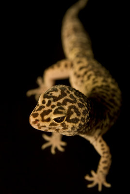 gecko14.jpg