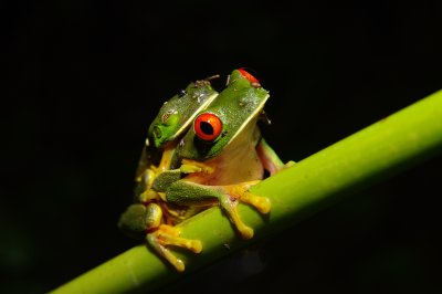 Mating Red Eyed Tree Frogs