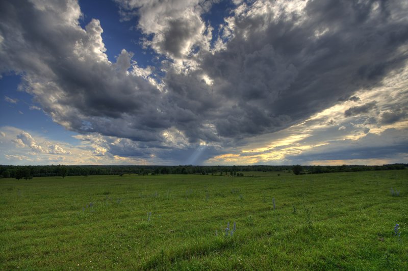 cow field