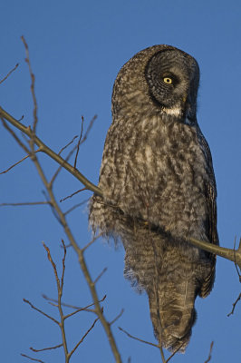 Great Grey Owl