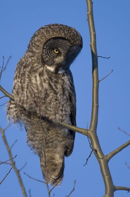 Great Grey Owl