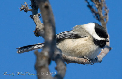 chickadee