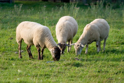 sheep