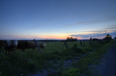 corkery cows