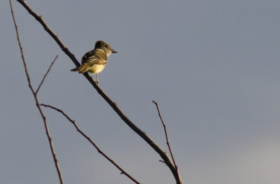 Great Crested Flycatcher