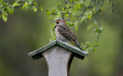 Northern Flicker