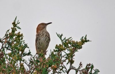 Brown Thrasher