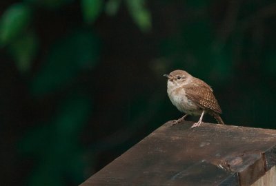 House Wren