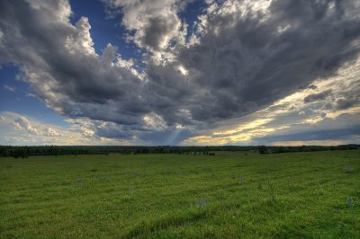 cow field
