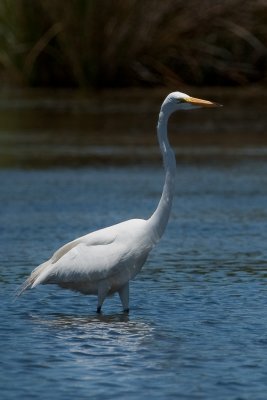 Great Egret