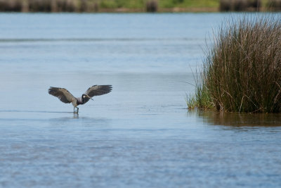 Tri-colored Heron