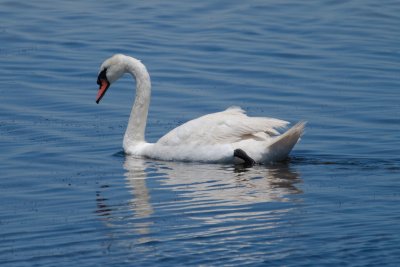 Mute Swan