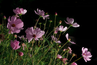 flowers + flash