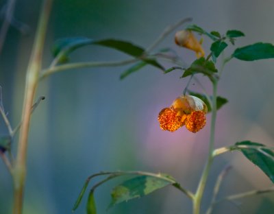 swamp flower