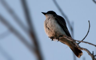 not sure what this is..another kingbird maybe