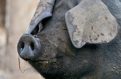 happy as a pig in ...