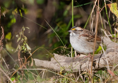 White Throated Sparrow