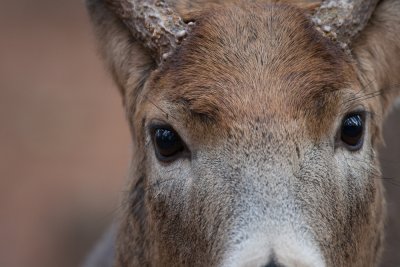 close buck