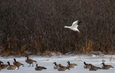 Snow Goose