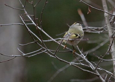Golden-crowned Kinglet