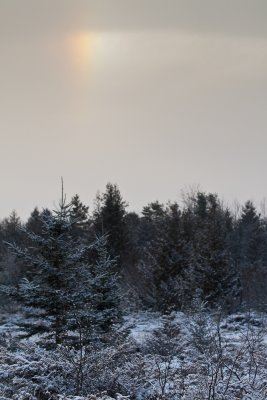 winter sun dog
