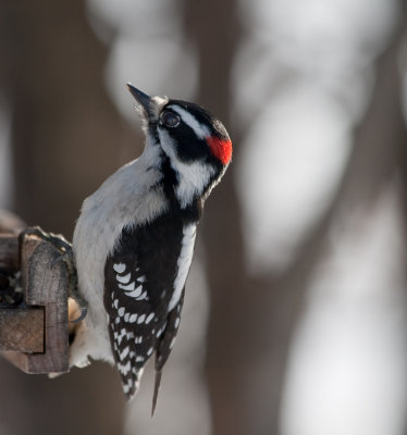 Downy Woodpecker (male)