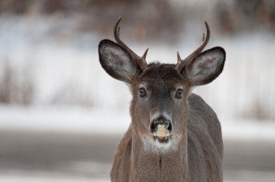 Buck