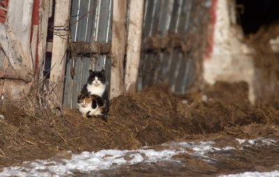farm cats