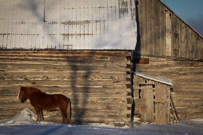 morning horse