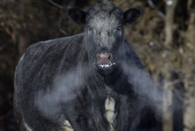 blowin' off steam