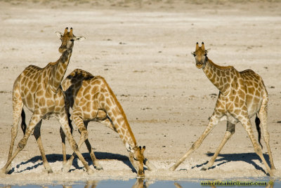 juin 14, 200717_DSC0048-_DSC0048.jpg