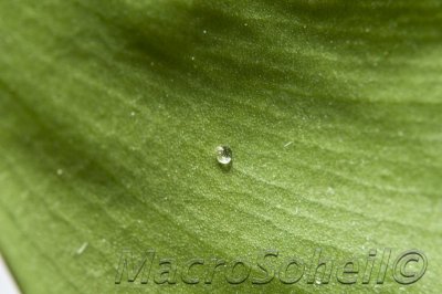_DSC2280wtmk.jpg