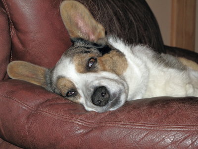 so comfortable in his chair