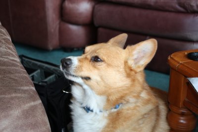 RIP Charlie what a great dog !