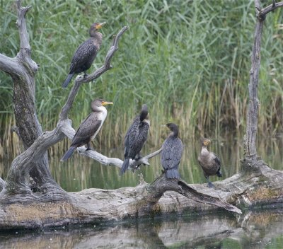 Cormorans  aigrettes