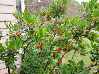 Irish strawberry tree