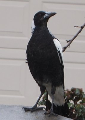 Magpie.